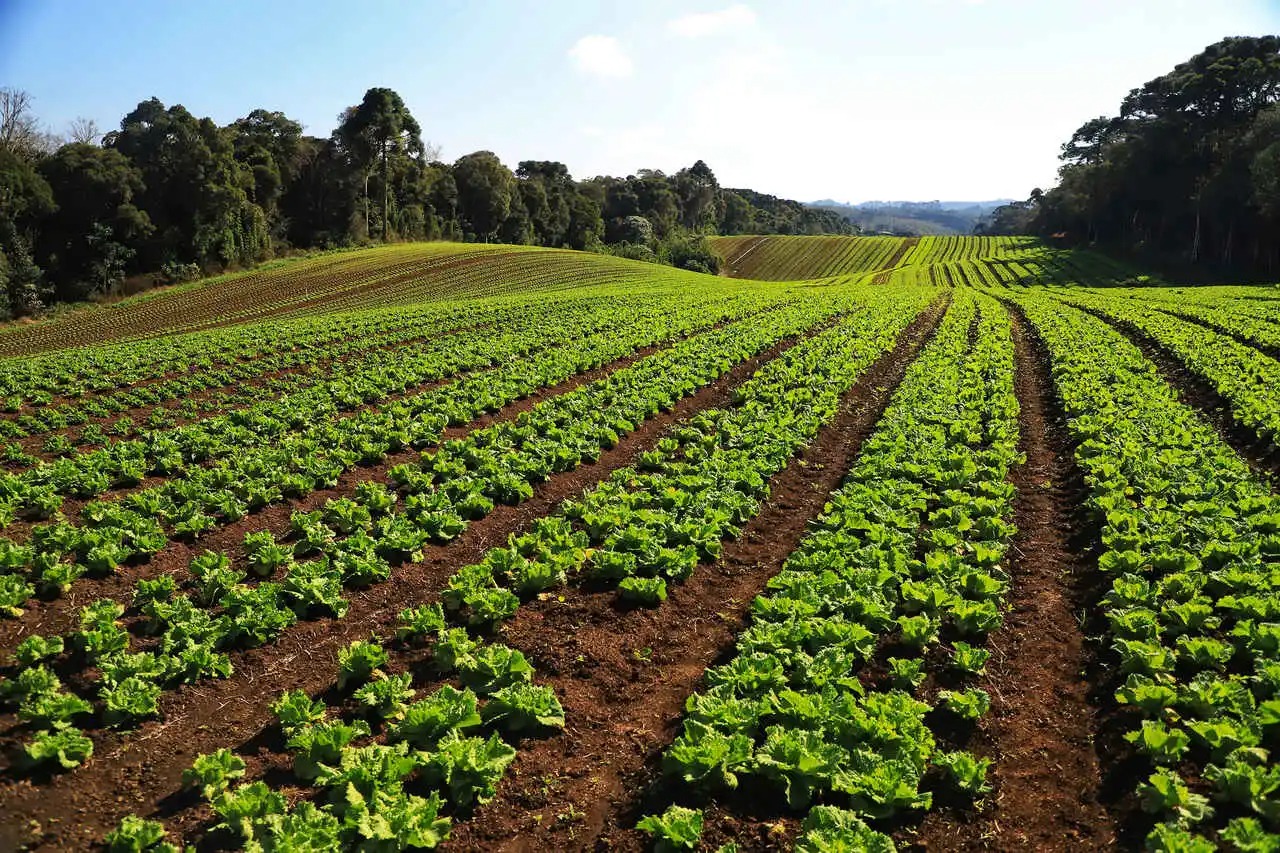 Produção de verduras e legumes é responsável por R$ 6,8 milhões no VBP do Paraná